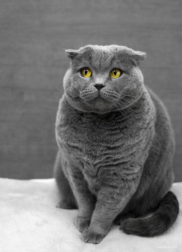 胖嘟嘟的英国短毛猫动物美图